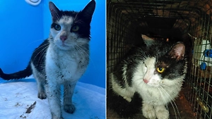 «Масенька, иди ко мне»: В Петербурге спустя неделю спасли кота, замурованного в набережной канала