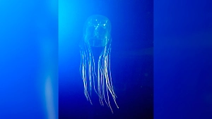 В Малайзии двухлетнего малыша из России госпитализировали после ожога медузы