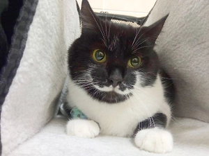 Кота с «гусарскими усами» спасли в зоне СВО и поселили в Москве