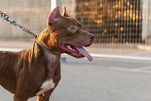 Пьяный петербуржец натравил своего питбуля на семейную пару и получил всего 15 суток