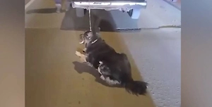 Живодёр привязал пса к бамперу автомобиля и протащил по дороге в Донецке