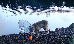 Волки научились ловить крабов и рыбу при помощи сети