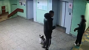 «Не доедет вообще»: В Петербурге пьяный живодёр швырнул маленькую собаку об стену из-за лая