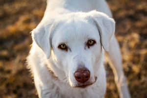 «Прочёсывать минные поля»: Красноярский депутат предложил отправлять бездомных собак на СВО