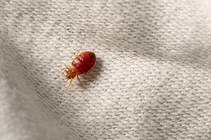 Диванные кровопийцы: Эксперт по домоводству назвала способ уничтожить клопов в белье