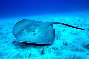 В Индии рыбаки выловили ската длиной 3,5 метра