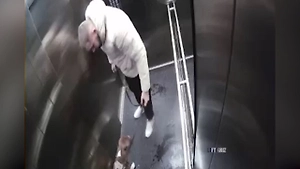 В подмосковном Одинцово мужчина жестоко избил в лифте домашнюю собаку