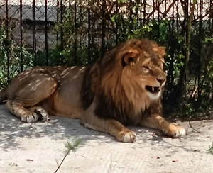 Стала известна судьба льва, едва не убившего директора сафари-парка «Тайган»