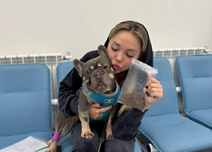 Любопытный бульдог Алмазик съел женские трусы и попал к хирургу на стол