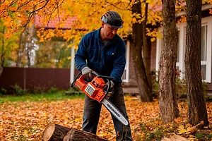Дачников предупредили о жёстком наказании за самовольный спил деревьев в СНТ