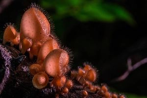 На новгородской иконе XVI века нашли редкий гриб, питающийся живописью
