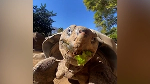 Пережившая две мировые войны черепаха Бабуля умерла в 141 год