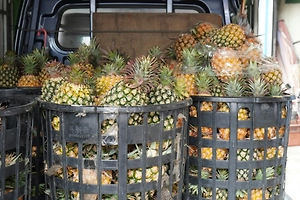 Life.ru выяснил, как изменятся цены на ананасы в преддверии Нового года