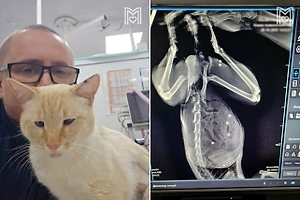 Кот Тимофей с 24 пулевыми ранениями выжил благодаря усилиям московских ветеринаров