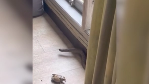 Огромная змея набросилась на россиянина на Бали, когда он спасал жабу