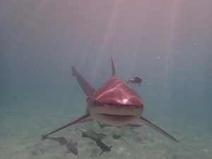 В Австралии дайвер дал отчаянный бой акуле, чтобы спасти свою девушку