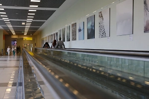 В Стамбульском аэропорту специалисты 12 часов спасали кошку россиянки