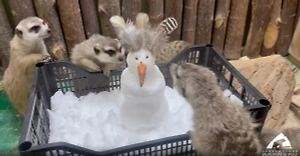 «Олаф» не выжил: Африканских сурикатов на Урале познакомили со снеговиком