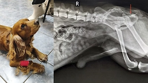 В Москве ветеринары спасли кокер-спаниеля Вольта, сожравшего иглу