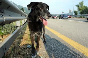 Свора бездомных собак напала на российскую туристку на пляже Гоа