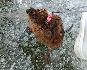 «Шубка» из проруби: Россиянка поймала на рыбалке ондатру