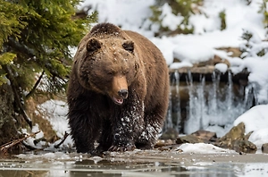 Убийство 172 медведей разыграли в лотерею среди американцев