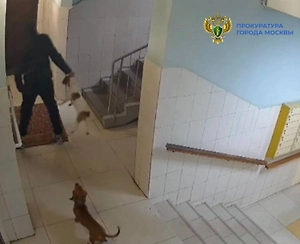 Пьяной москвичке, жестоко избившей собаку в лифте, назначили штраф 13,5 тыс.