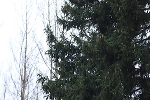 Почётная роль для вековой красавицы: Life.ru публикует видео с главной ёлкой страны, которую срубили в Подмосковье