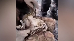 Не смогли пройти мимо: Российские бойцы спасли сову из пут оптоволоконного кабеля в Донбассе