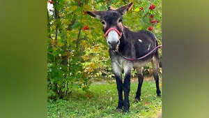В Московском зоопарке поселился ослик Жорик, перевозивший снаряды в зоне СВО