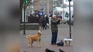 Поёт и не сбивается: Собака присоединилась к уличному музыканту в Калининграде