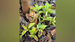 Сбой в природе: В Москве в конце декабря зацвели растения и полезли грибы