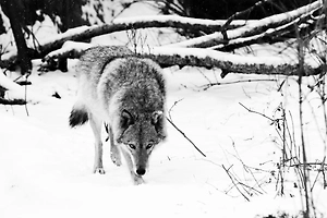 «Если бы у рыбы были блохи»: Зоолог разнёс финские претензии к российским волкам из-за гибели оленей