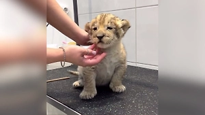 Росприроднадзор проверит видео со львёнком в груминг-салоне Петербурга