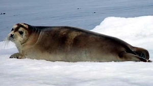 Мессенджер МАХ стал опекуном спасённого морского зайца Макса в столичном зоопарке
