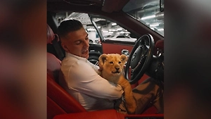 Хозяин львицы из «Москва-Сити» заявил на допросе, что никогда не бил животное