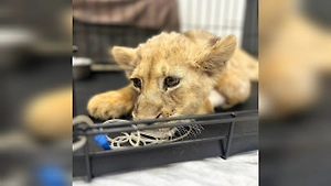 Прокуратура заинтересовалась блогером из «Москва-сити» с искалеченной львицей