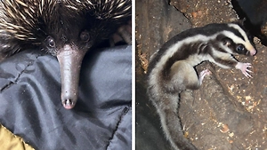 В Московский зоопарк привезли редких обитателей Австралии — кускуса и ехидн