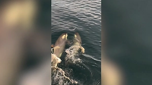 Туристы в ужасе сняли, как три косатки устроили охоту на пингвина в Антарктиде