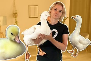 Чудо в перьях: студентка из Питера рассказала Life.ru, как в её квартире поселилась гусыня Галя