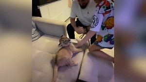 В Подмосковье нашли ещё одного блогера с домашним львёнком в квартире