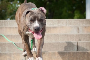 Предательство мамы, тюрьма и любовь: Как живёт россиянин, чьё лицо в 7 лет сгрыз стафф