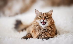 Фелинолог предупредила об угрозе для здоровья кошек, которых хозяева надолго оставляют одних