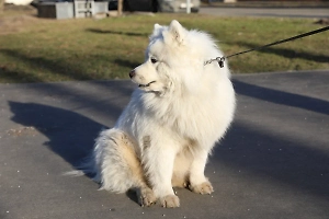 В России намерены запретить пьяным и детям выгуливать опасные породы собак