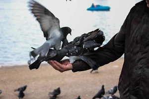 Никакого жареного и солёного: Читателям Life.ru в День орнитолога объяснили, как правильно подкармливать птиц