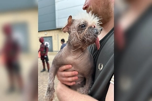 Не родись красивой: Самая уродливая собака Британии получила пёсий «Оскар»