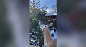 Изысканный деликатес: Гуанако Афина полакомилась еловыми иголками в Ленинградском зоопарке