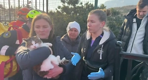 Появилось первое видео с кошкой Мусей, которая чудом выжила после падения со смотровой «Ласточкиного гнезда»