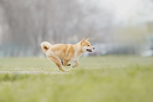 Россиянам рассказали, насколько может вырасти штраф за самовыгул собак