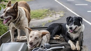 Кто несёт ответственность за нападение бродячих собак, объяснил юрист 